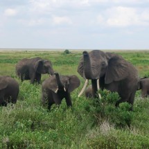 Greeting Elephants